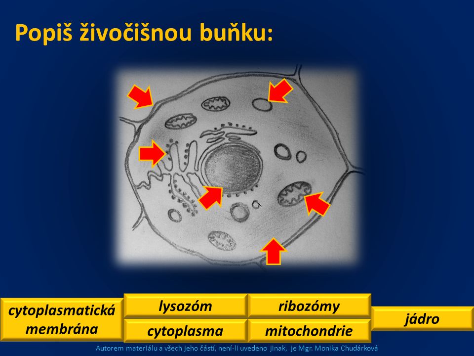 Popiš živočišnou buňku: cytoplasmatická membrána lysozóm cytoplasmamitochondrie ribozómy jádro