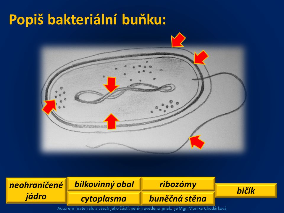 Popiš bakteriální buňku: neohraničené jádro bílkovinný obal cytoplasmabuněčná stěna ribozómy bičík