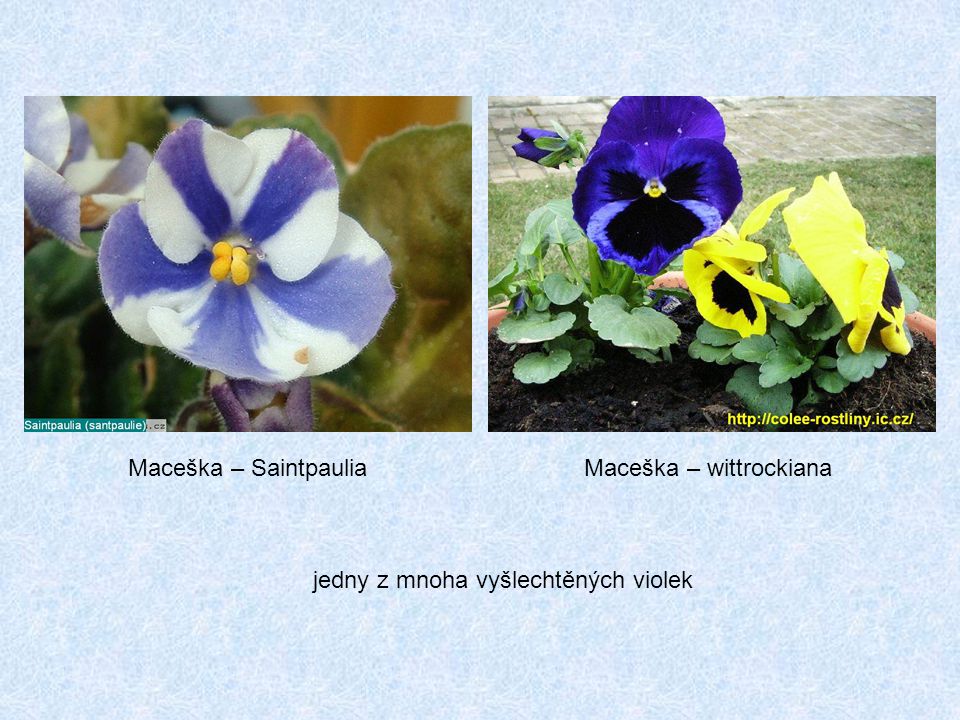 Maceška – Saintpaulia Maceška – wittrockiana jedny z mnoha vyšlechtěných violek