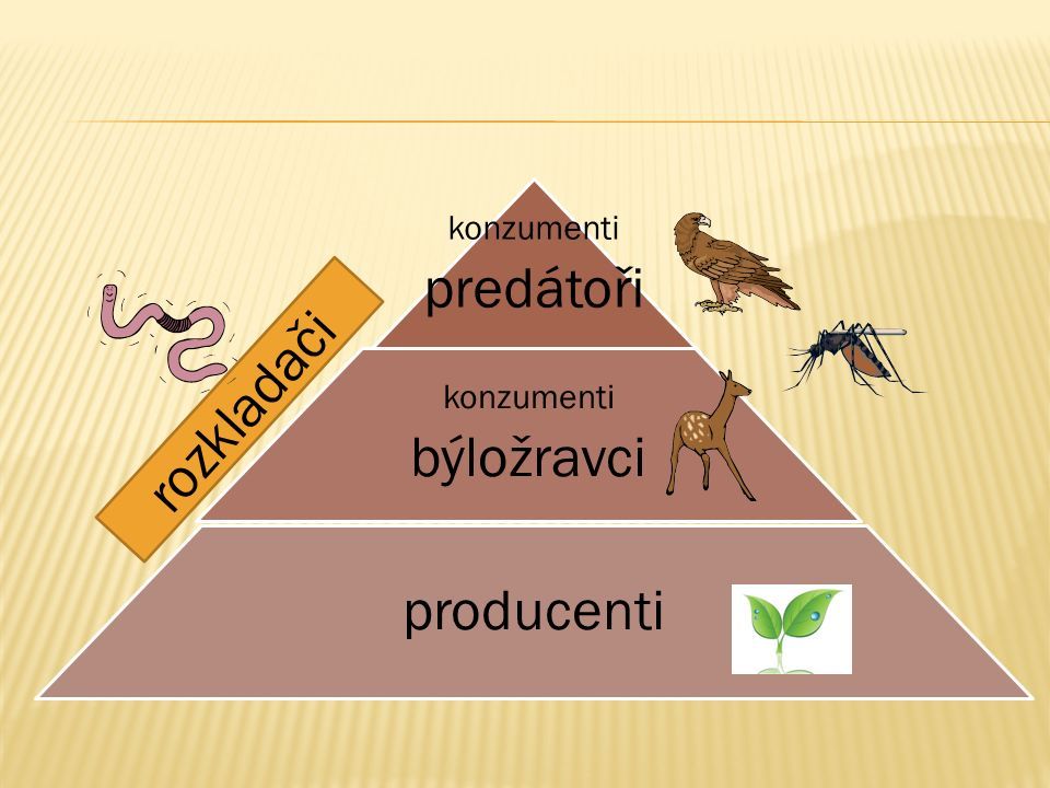 Co jsou to producenti konzumenti a rozkladači?