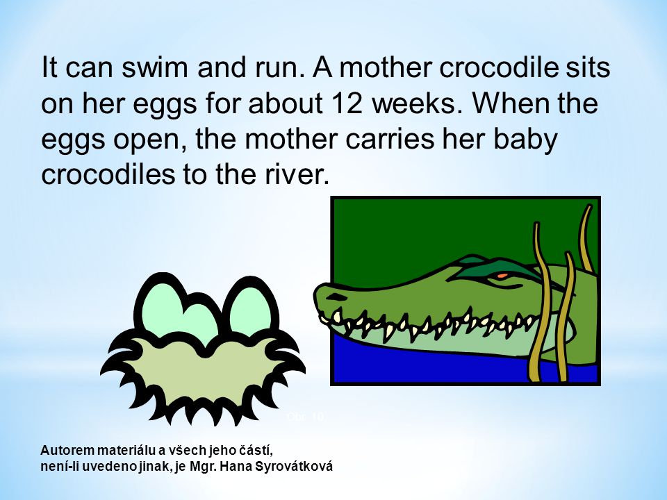 Obr. 10 It can swim and run. A mother crocodile sits on her eggs for about 12 weeks.