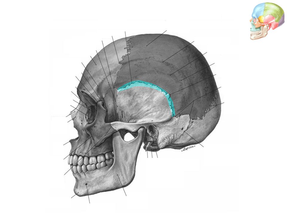 В правом черепе. Сагиттальный распил черепа анатомия. Сагиттальный гребень черепа. Височная кость кость черепа. Скуловая кость кт анатомия.
