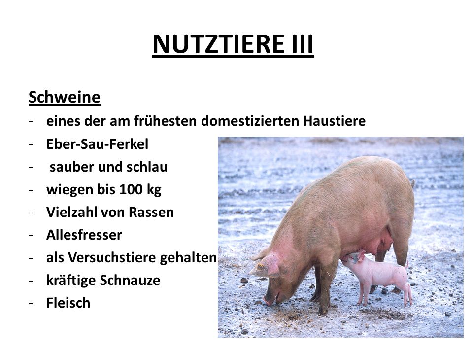 NUTZTIERE III Schweine -eines der am frühesten domestizierten Haustiere -Eber-Sau-Ferkel - sauber und schlau -wiegen bis 100 kg -Vielzahl von Rassen -Allesfresser -als Versuchstiere gehalten -kräftige Schnauze -Fleisch