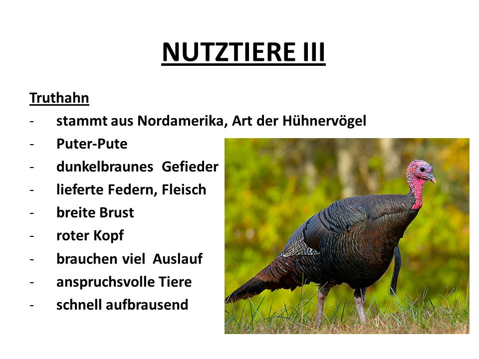 NUTZTIERE III Truthahn -stammt aus Nordamerika, Art der Hühnervögel -Puter-Pute -dunkelbraunes Gefieder -lieferte Federn, Fleisch -breite Brust -roter Kopf -brauchen viel Auslauf -anspruchsvolle Tiere -schnell aufbrausend
