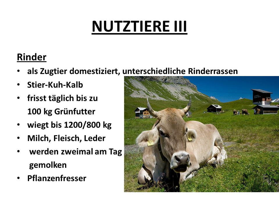 NUTZTIERE III Rinder als Zugtier domestiziert, unterschiedliche Rinderrassen Stier-Kuh-Kalb frisst täglich bis zu 100 kg Grünfutter wiegt bis 1200/800 kg Milch, Fleisch, Leder werden zweimal am Tag gemolken Pflanzenfresser