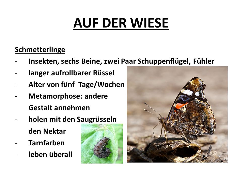 AUF DER WIESE Schmetterlinge -Insekten, sechs Beine, zwei Paar Schuppenflügel, Fühler -langer aufrollbarer Rüssel -Alter von fünf Tage/Wochen -Metamorphose: andere Gestalt annehmen -holen mit den Saugrüsseln den Nektar -Tarnfarben -leben überall