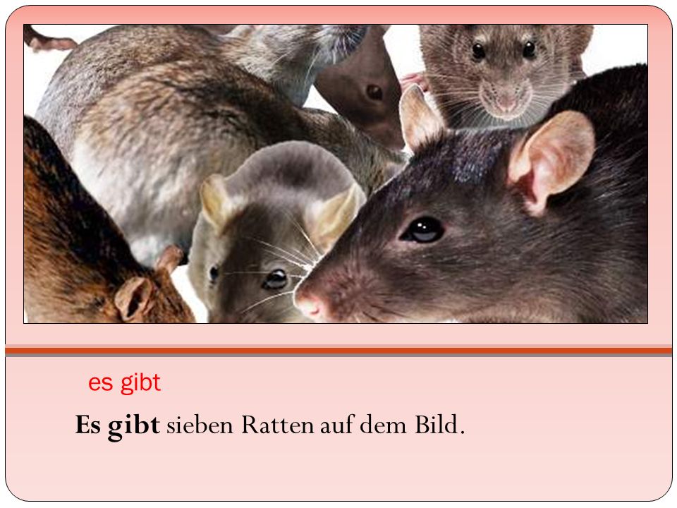 es gibt Es gibt sieben Ratten auf dem Bild.