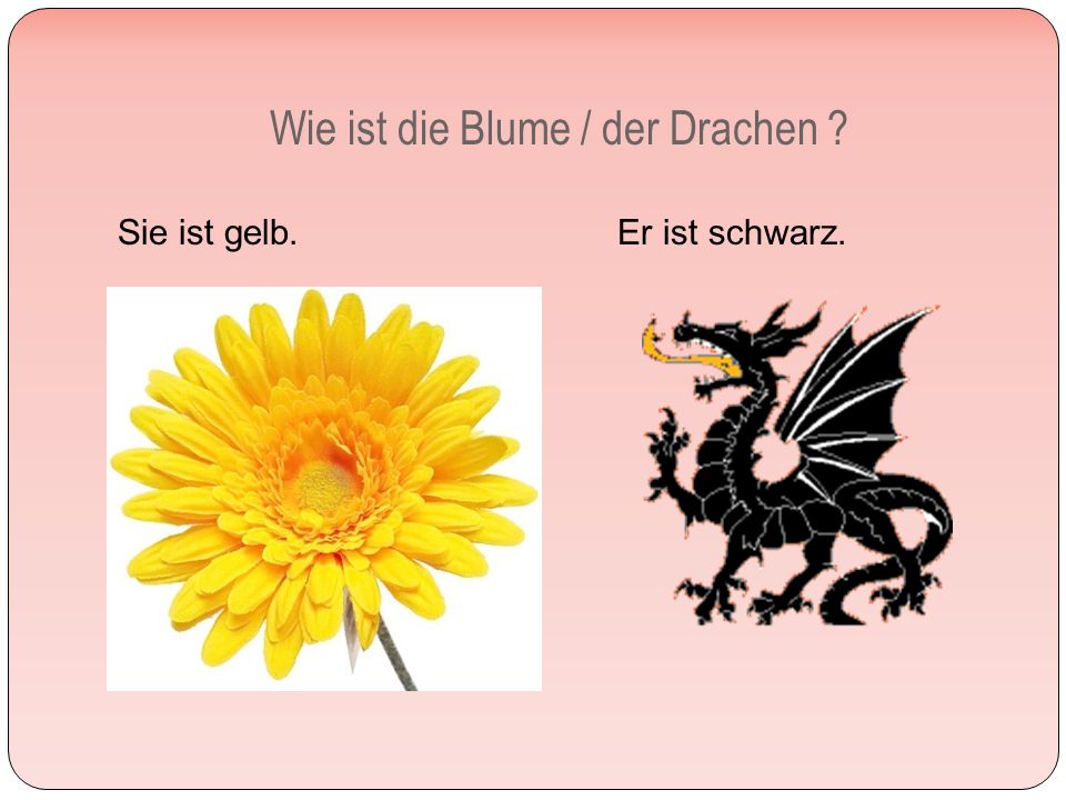 Wie ist die Blume / der Drachen Sie ist gelb. Er ist schwarz.