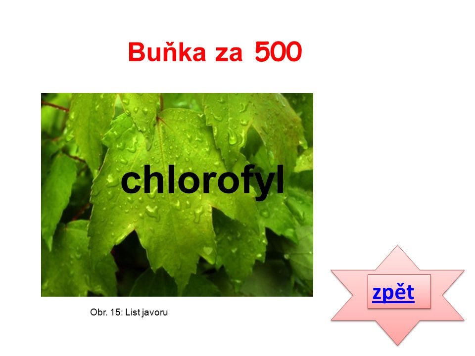 zpět chlorofyl Buňka za 500 Obr. 15: List javoru