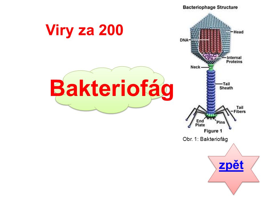 zpět Bakteriofág Viry za 200 Obr. 1: Bakteriofág