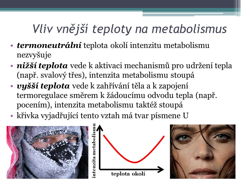 Vliv vnější teploty na metabolismus termoneutrální teplota okolí intenzitu metabolismu nezvyšuje nižší teplota vede k aktivaci mechanismů pro udržení tepla (např.