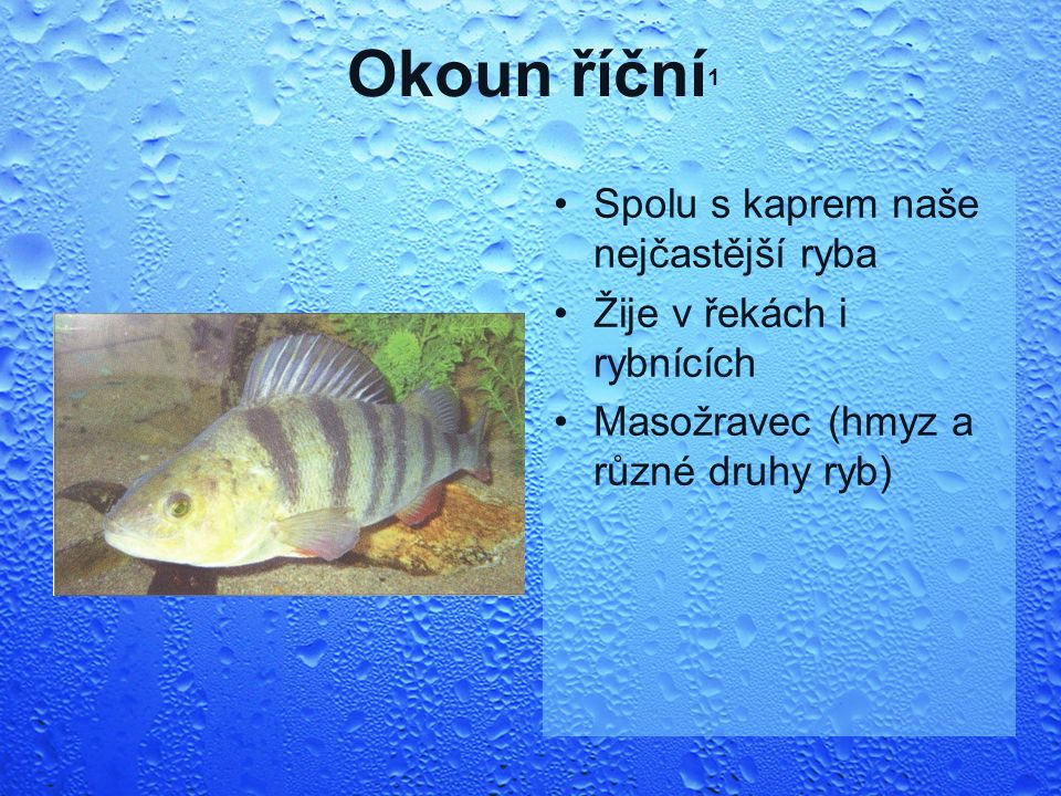 Okoun říční 1 Spolu s kaprem naše nejčastější ryba Žije v řekách i rybnících Masožravec (hmyz a různé druhy ryb)