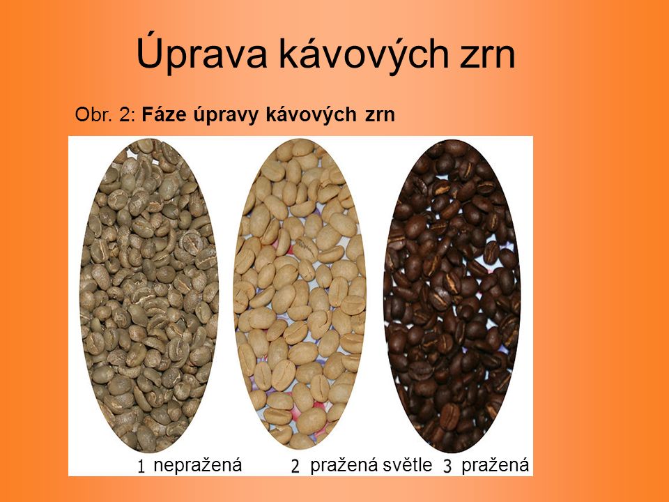 Obr. 2: Fáze úpravy kávových zrn Úprava kávových zrn praženápražená světlenepražená