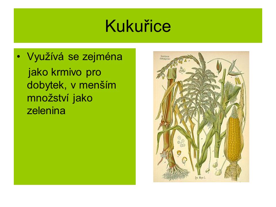 Kukuřice Využívá se zejména jako krmivo pro dobytek, v menším množství jako zelenina