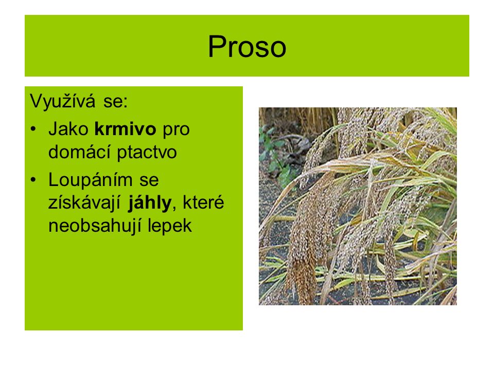 Proso Využívá se: Jako krmivo pro domácí ptactvo Loupáním se získávají jáhly, které neobsahují lepek