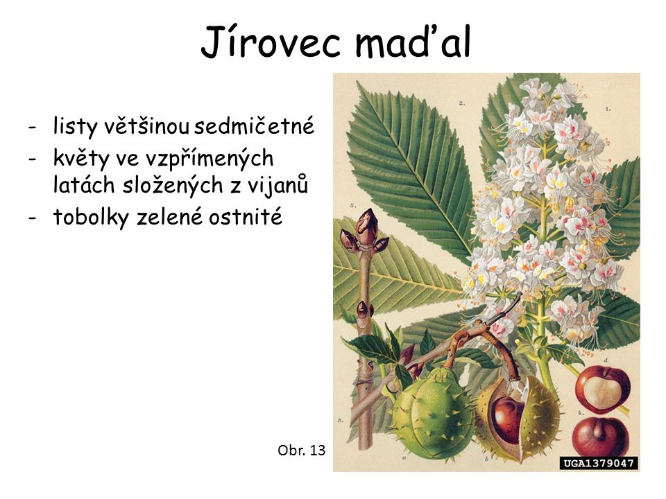 Jírovec maďal -listy většinou sedmičetné -květy ve vzpřímených latách složených z vijanů -tobolky zelené ostnité Obr.