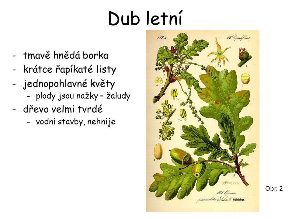 Dub letní -tmavě hnědá borka -krátce řapíkaté listy -jednopohlavné květy -plody jsou nažky – žaludy -dřevo velmi tvrdé -vodní stavby, nehnije Obr.
