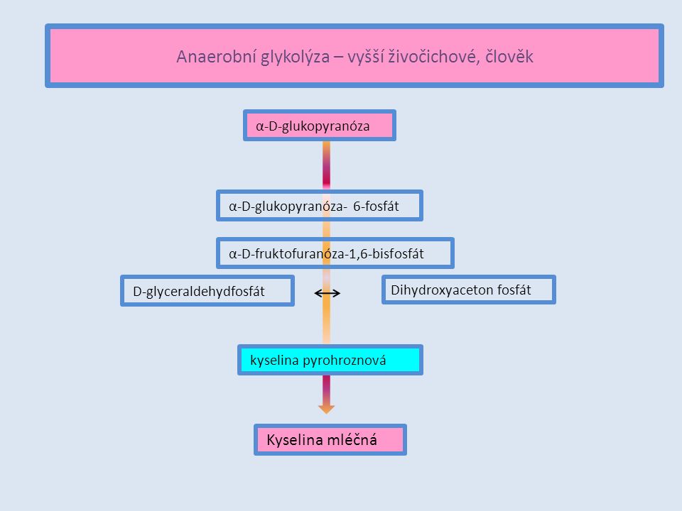 Anaerobní glykolýza – vyšší živočichové, člověk α-D-glukopyranóza α-D-glukopyranóza- 6-fosfát α-D-fruktofuranóza-1,6-bisfosfát D-glyceraldehydfosfát kyselina pyrohroznová Kyselina mléčná Dihydroxyaceton fosfát