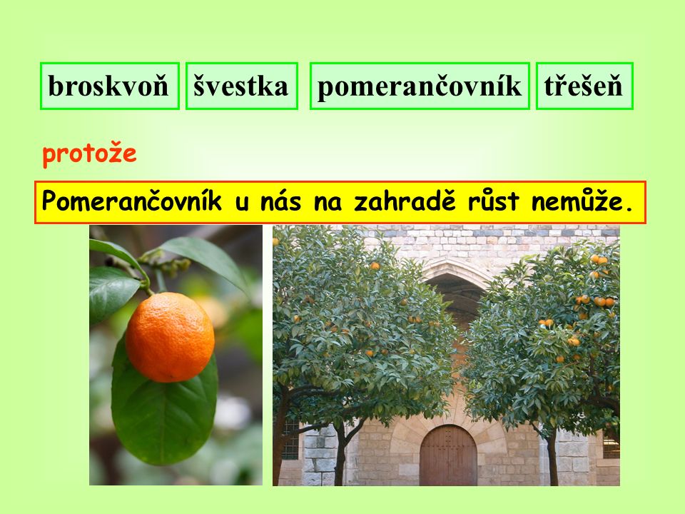 broskvoňšvestkatřešeňpomerančovník protože Pomerančovník u nás na zahradě růst nemůže.