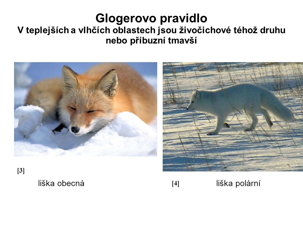 Glogerovo pravidlo V teplejších a vlhčích oblastech jsou živočichové téhož druhu nebo příbuzní tmavší liška obecná liška polární [3][3] liška obecná [4][4]