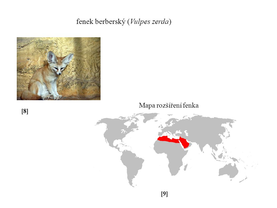 + podpravidlo srsti [8][8] [9][9] fenek berberský (Vulpes zerda) Mapa rozšíření fenka