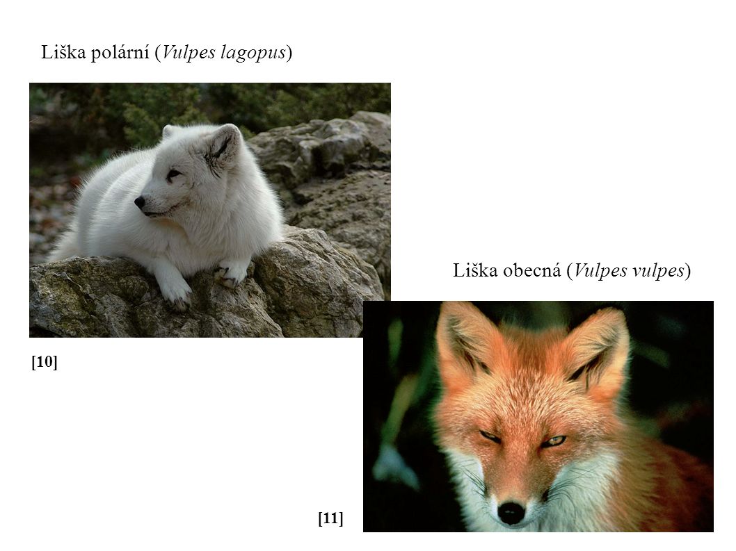 [10] Liška polární (Vulpes lagopus) [11] Liška obecná (Vulpes vulpes)