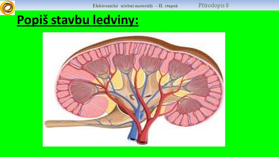 Elektronické učební materiály – II. stupeň Přírodopis 8 Popiš stavbu ledviny: