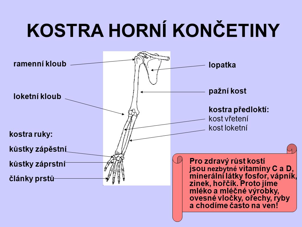 KOSTRA HORNÍ KONČETINY lopatka pažní kost ramenní kloub loketní kloub kostra předloktí: kost vřetení kost loketní kostra ruky: kůstky zápěstní kůstky záprstní články prstů Pro zdravý růst kostí jsou nezbytné vitamíny C a D, minerální látky fosfor, vápník, zinek, hořčík.