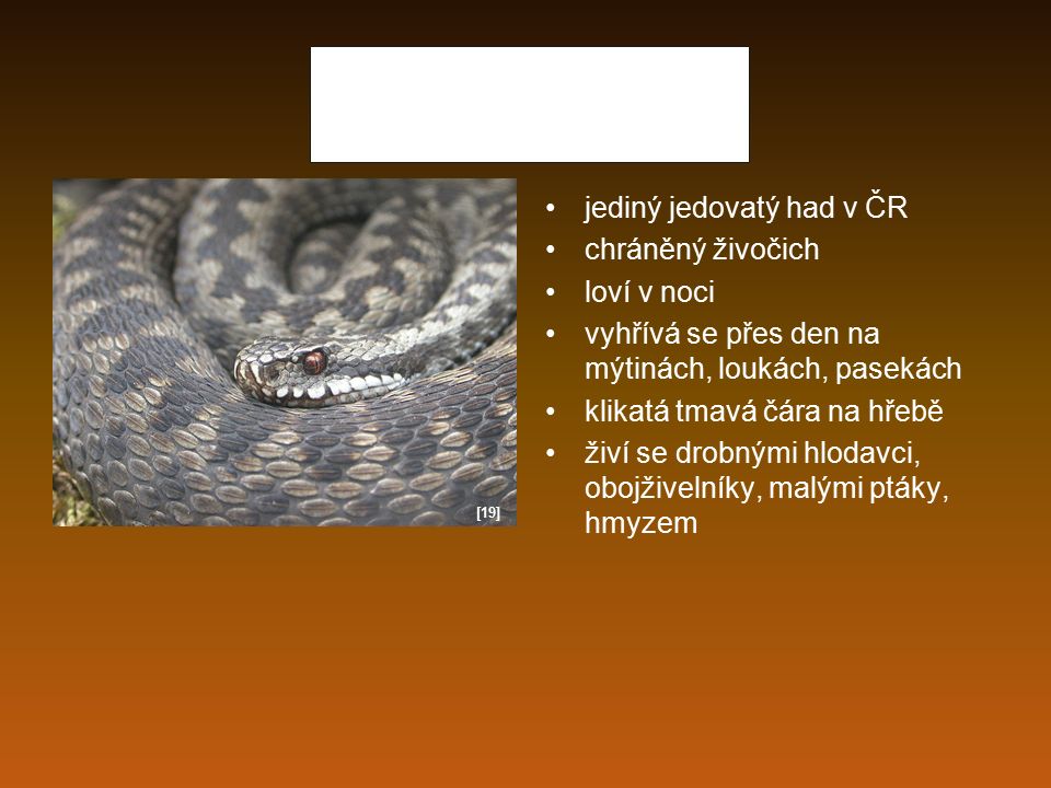 Zmije obecná jediný jedovatý had v ČR chráněný živočich loví v noci vyhřívá se přes den na mýtinách, loukách, pasekách klikatá tmavá čára na hřebě živí se drobnými hlodavci, obojživelníky, malými ptáky, hmyzem [19]