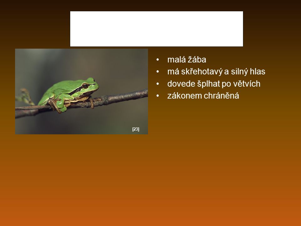 Rosnička zelená malá žába má skřehotavý a silný hlas dovede šplhat po větvích zákonem chráněná [23]