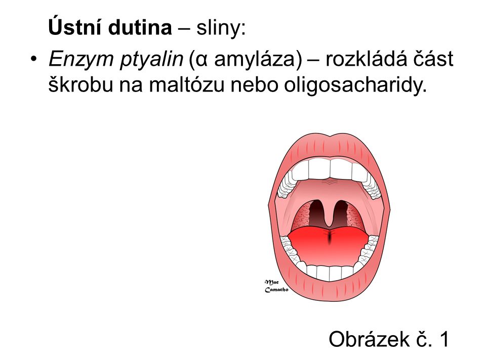Ústní dutina – sliny: Enzym ptyalin (α amyláza) – rozkládá část škrobu na maltózu nebo oligosacharidy.