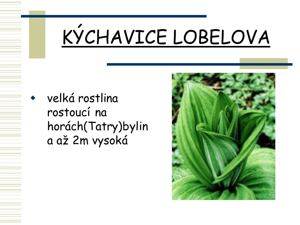 KÝCHAVICE LOBELOVA  velká rostlina rostoucí na horách(Tatry)bylin a až 2m vysoká