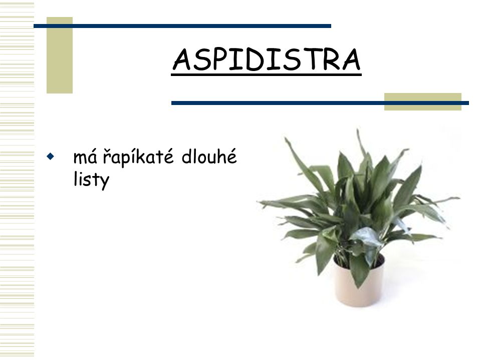 ASPIDISTRA  má řapíkaté dlouhé listy