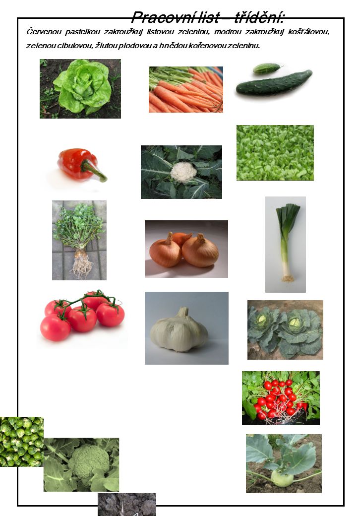 Červenou pastelkou zakroužkuj listovou zeleninu, modrou zakroužkuj košťálovou, zelenou cibulovou, žlutou plodovou a hnědou kořenovou zeleninu.
