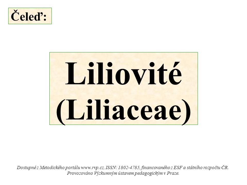Čeleď: Liliovité (Liliaceae) Dostupné z Metodického portálu   ISSN: , financovaného z ESF a státního rozpočtu ČR.