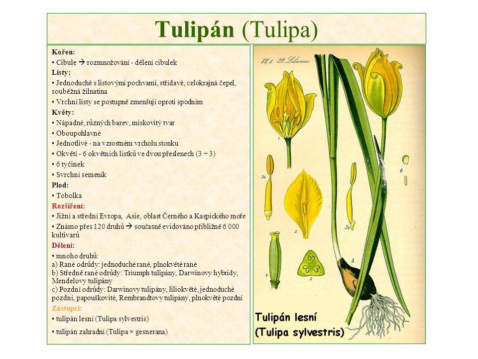 Tulipán (Tulipa) Kořen: Cibule  rozmnožování - dělení cibulek Listy: Jednoduché s listovými pochvami, střídavé, celokrajná čepel, souběžná žilnatina Vrchní listy se postupně zmenšují oproti spodním Květy: Nápadné, různých barev, miskovitý tvar Oboupohlavné Jednotlivé - na vzrostném vrcholu stonku Okvětí - 6 okvětních lístků ve dvou přeslenech (3 + 3) 6 tyčinek Svrchní semeník Plod: Tobolka Rozšíření: Jižní a střední Evropa, Asie, oblast Černého a Kaspického moře Známo přes 120 druhů  současně evidováno přibližně kultivarů Dělení: mnoho druhů: a) Rané odrůdy: jednoduché rané, plnokvěté rané b) Středně rané odrůdy: Triumph tulipány, Darwinovy hybridy, Mendelovy tulipány c) Pozdní odrůdy: Darwinovy tulipány, liliokvěté, jednoduché pozdní, papouškovité, Rembrandtovy tulipány, plnokvěté pozdní Zástupci: tulipán lesní (Tulipa sylvestris) tulipán zahradní (Tulipa × gesnerana)