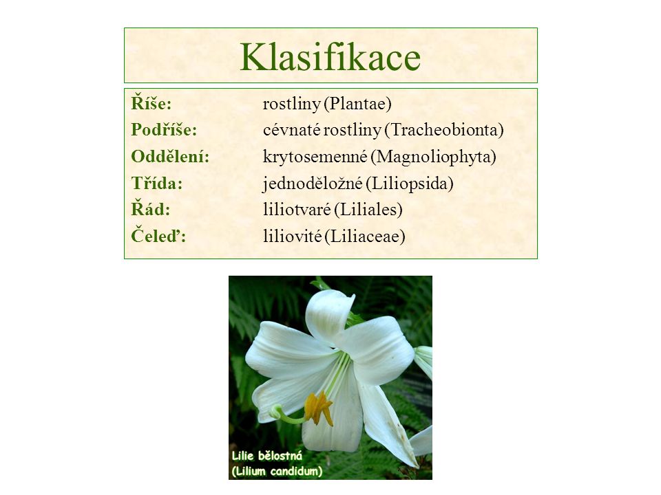 Klasifikace Říše:rostliny (Plantae) Podříše: cévnaté rostliny (Tracheobionta) Oddělení: krytosemenné (Magnoliophyta) Třída: jednoděložné (Liliopsida) Řád: liliotvaré (Liliales) Čeleď:liliovité (Liliaceae)