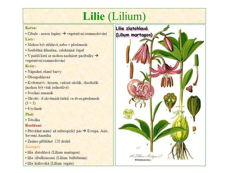 Lilie (Lilium) Kořen: Cibule - nesou šupiny  vegetativní rozmnožování Listy: Mohou být střídavé, nebo v přeslenech Souběžná žilnatina, celokrajná čepel V paždí listů se mohou nacházet pacibulky  vegetativní rozmnožování Květy: Nápadné, různé barvy Oboupohlavné Květenství - hrozen, vzácně okolík, chocholík (mohou být však jednotlivě) Svrchní semeník Okvětí - 6 okvětních lístků ve dvou přeslenech (3 + 3) 6 tyčinek Plod: Tobolka Rozšíření: Převážně mírný až subtropický pás  Evropa, Asie, Severní Amerika Známo přibližně 120 druhů Zástupci: lilie zlatohlavá (Lilium martagon) lilie cibulkonosná (Lilium bulbiferum) lilie královská (Lilium regale)