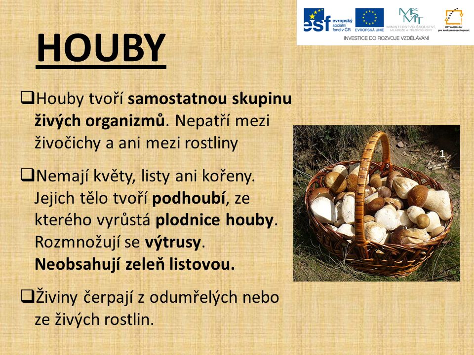 HOUBY  Houby tvoří samostatnou skupinu živých organizmů.