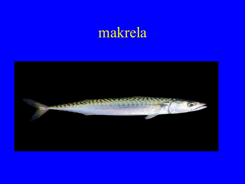 makrela