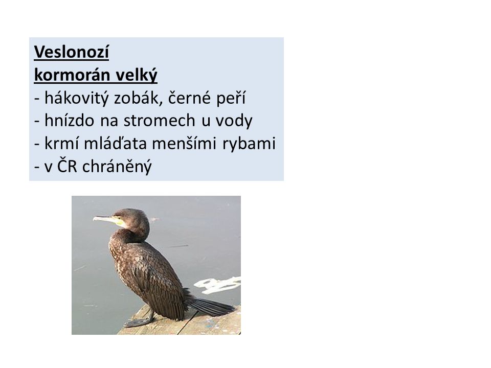 Veslonozí kormorán velký - hákovitý zobák, černé peří - hnízdo na stromech u vody - krmí mláďata menšími rybami - v ČR chráněný
