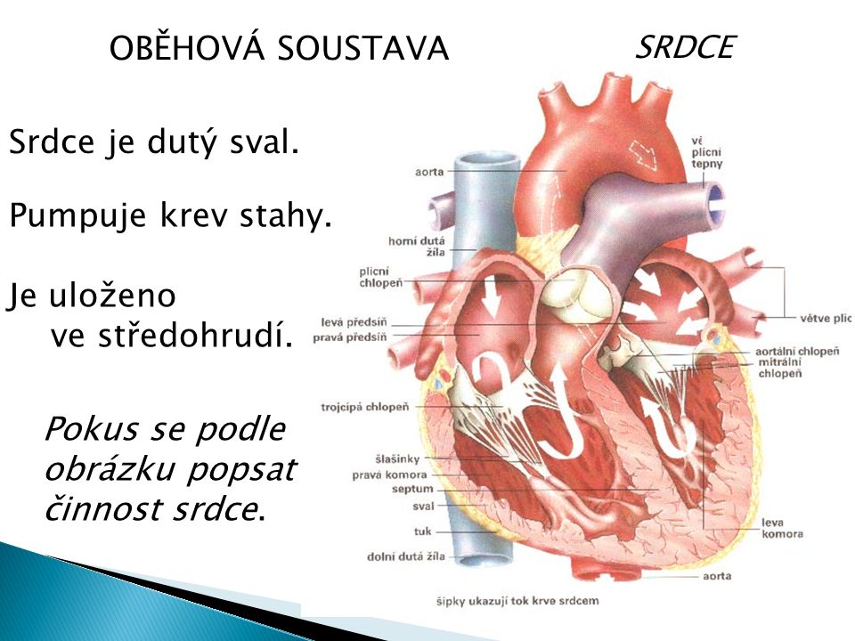 SRDCE OBĚHOVÁ SOUSTAVA Srdce je dutý sval. Pumpuje krev stahy.