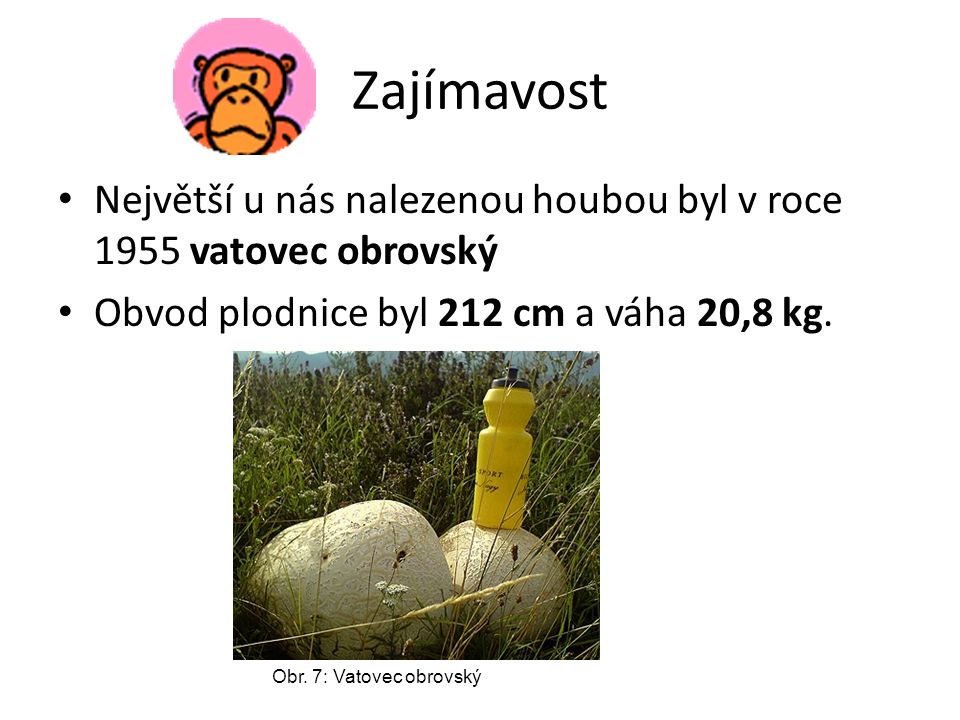 Zajímavost Největší u nás nalezenou houbou byl v roce 1955 vatovec obrovský Obvod plodnice byl 212 cm a váha 20,8 kg.