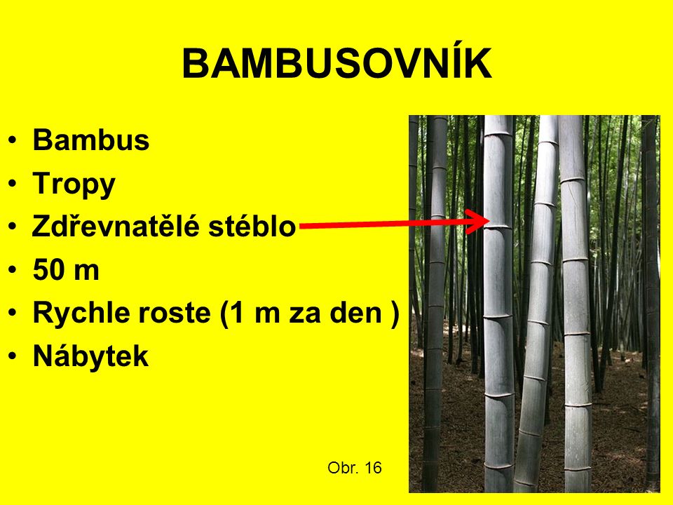 BAMBUSOVNÍK Bambus Tropy Zdřevnatělé stéblo 50 m Rychle roste (1 m za den ) Nábytek Obr. 16