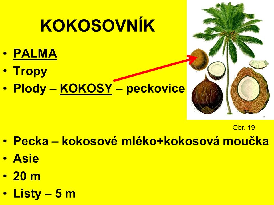 KOKOSOVNÍK PALMA Tropy Plody – KOKOSY – peckovice Pecka – kokosové mléko+kokosová moučka Asie 20 m Listy – 5 m Obr.