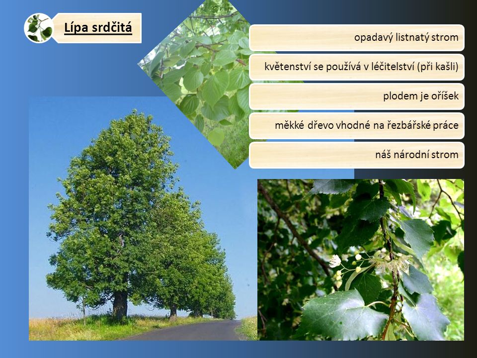 Lípa srdčitá opadavý listnatý stromkvětenství se používá v léčitelství (při kašli)plodem je oříšekměkké dřevo vhodné na řezbářské prácenáš národní strom