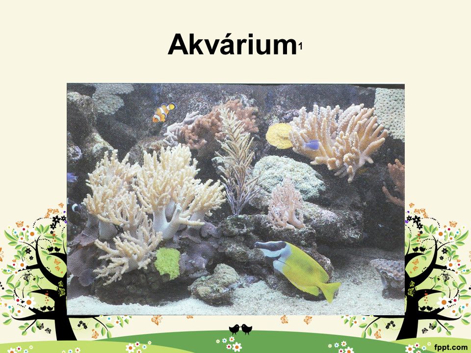 Akvárium 1
