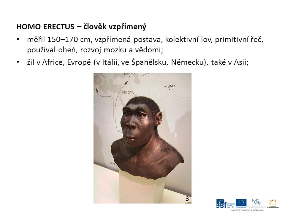 HOMO ERECTUS – člověk vzpřímený měřil 150–170 cm, vzpřímená postava, kolektivní lov, primitivní řeč, používal oheň, rozvoj mozku a vědomí; žil v Africe, Evropě (v Itálii, ve Španělsku, Německu), také v Asii; 3