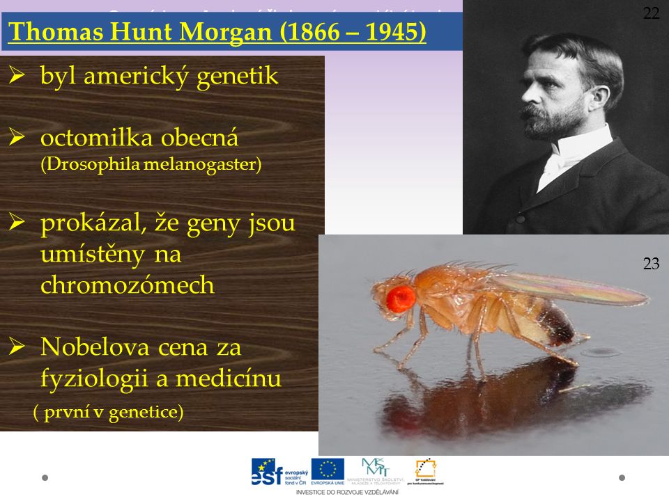 Gymnázium a Jazyková škola s právem státní jazykové zkoušky Svitavy Thomas Hunt Morgan (1866 – 1945)  byl americký genetik  octomilka obecná (Drosophila melanogaster)  prokázal, že geny jsou umístěny na chromozómech  Nobelova cena za fyziologii a medicínu ( první v genetice) 22 23