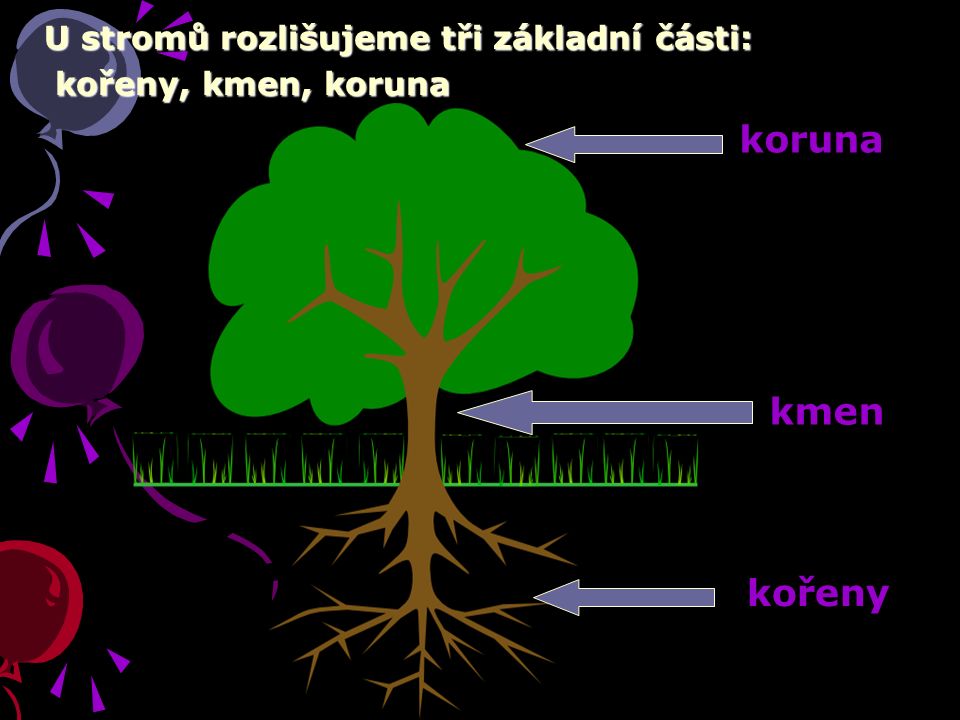 U stromů rozlišujeme tři základní části: kořeny, kmen, koruna kořeny, kmen, koruna kořeny kmen koruna